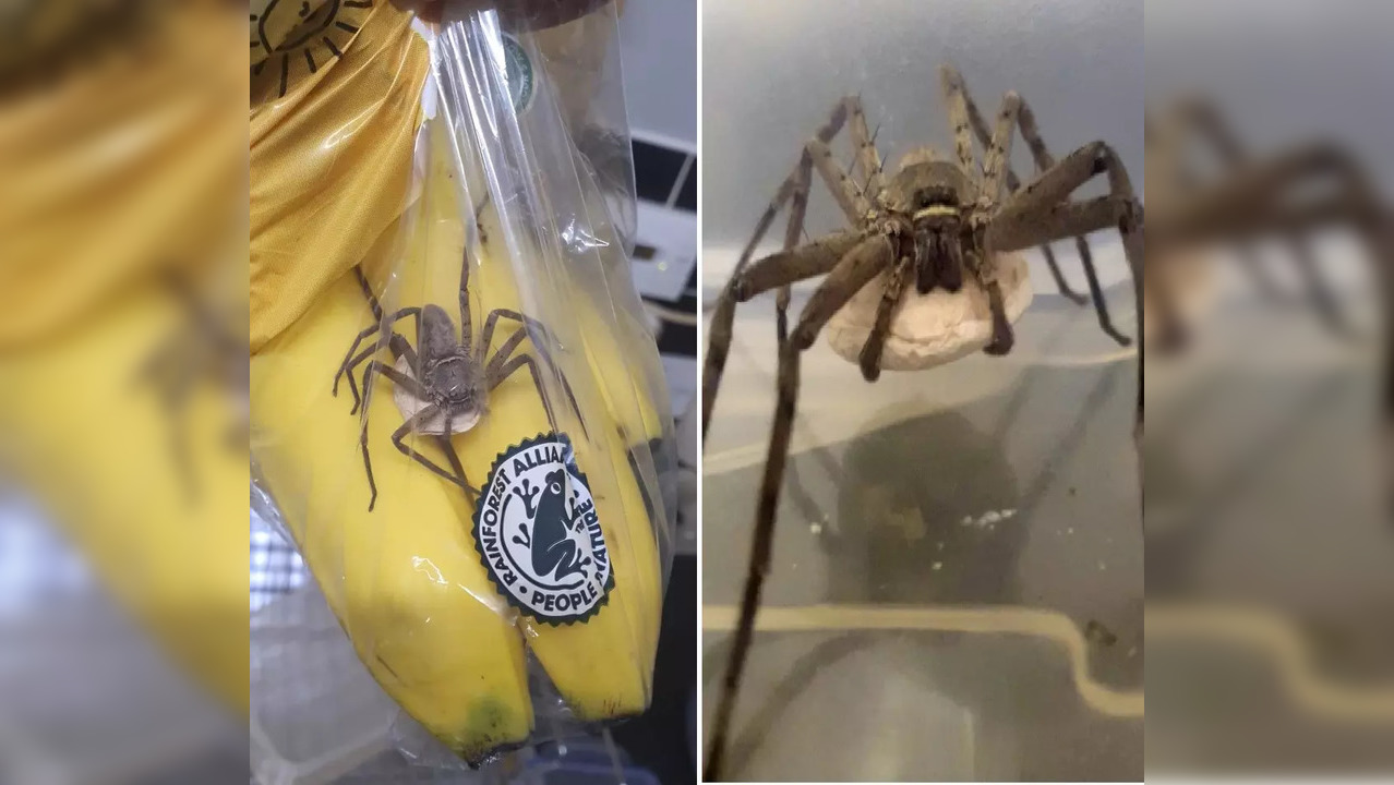 A Huntsman Spider in a Tesco banana back