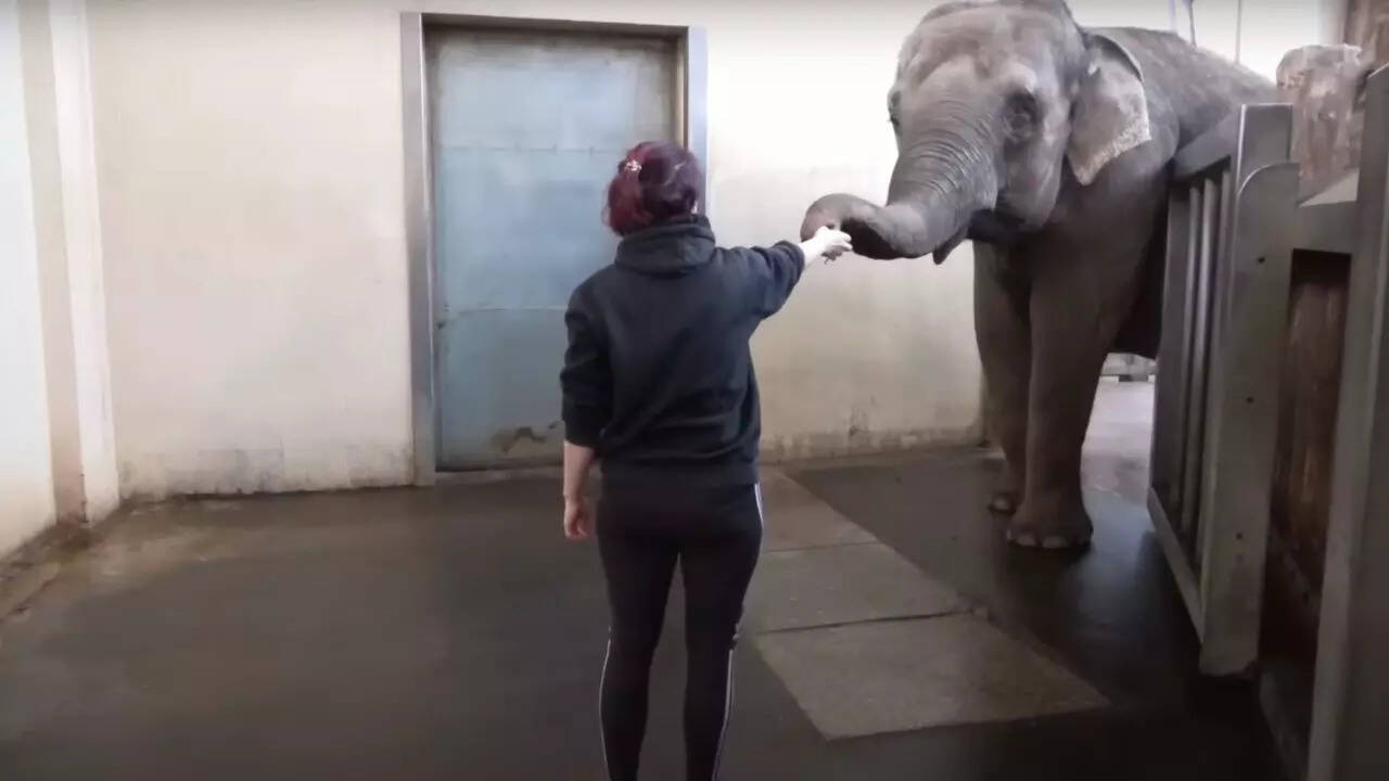 Berlin Zoo's Asian Elephant Defies Conventional Wisdom with Remarkable Banana-Peeling Skill, Says Study | Screenshot: YouTube