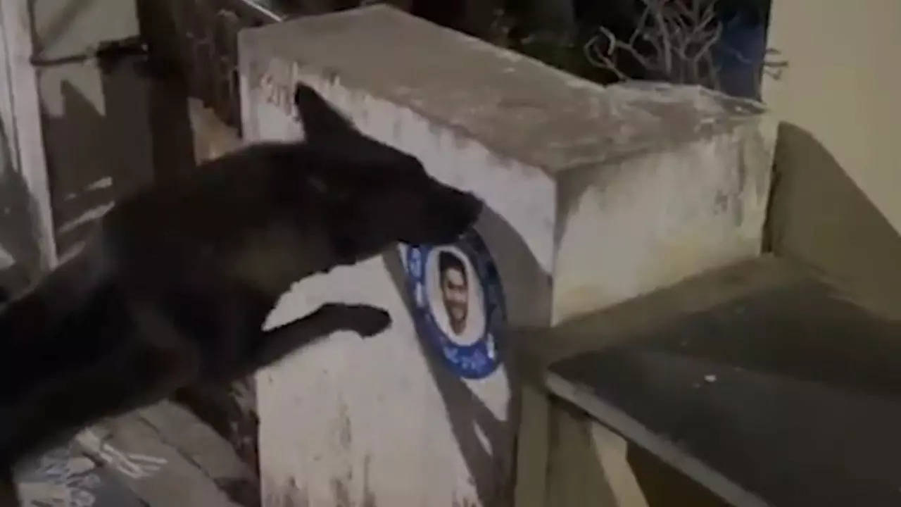 Canine culprit caught in the act: A dog tears a poster of Andhra Pradesh CM YS Jagan Mohan Reddy pasted on a wall in Vijaywada | Screenshot: @MirrorNow/Twitter