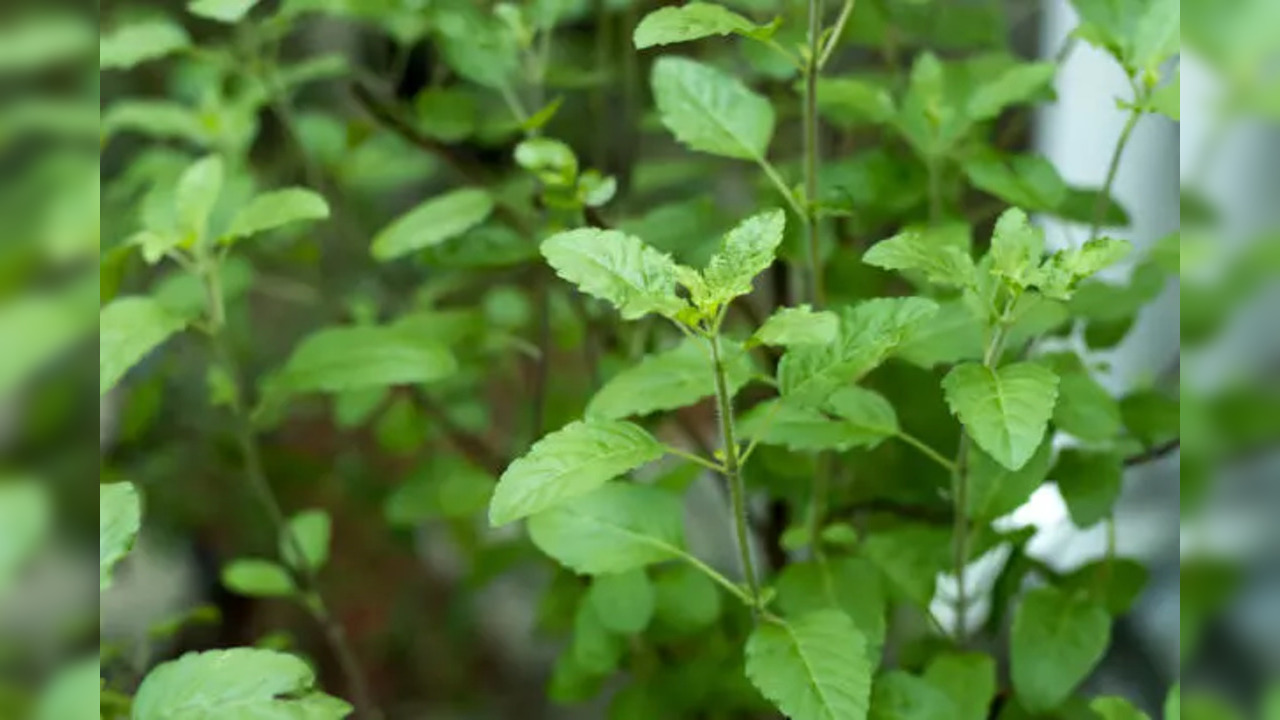 Ram Tulsi or Shyam Tulsi which is better for your house