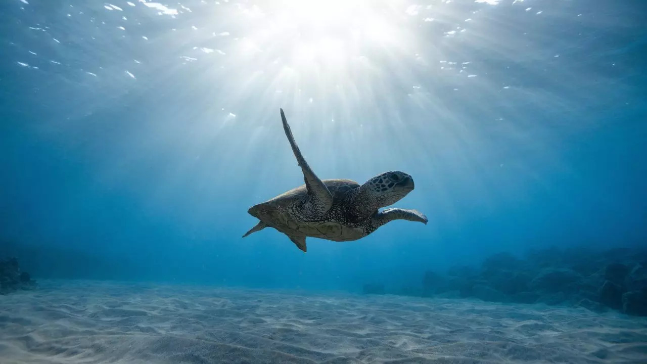 A viral optical illusion challenges the viewer to locate a turtle hidden in a lotus pond within 20 seconds | Representative image: Jeremy Bishop/Pexels