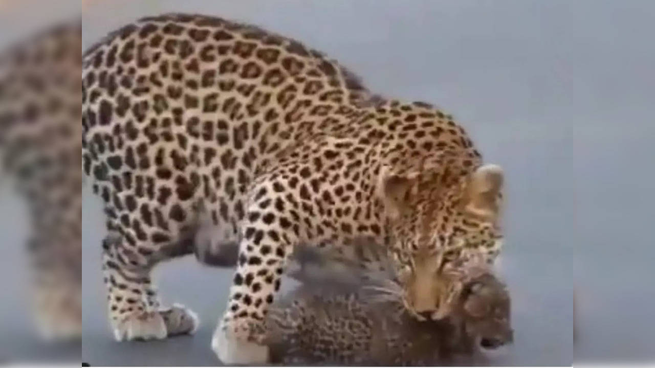 leopard cubs crossing road video viral