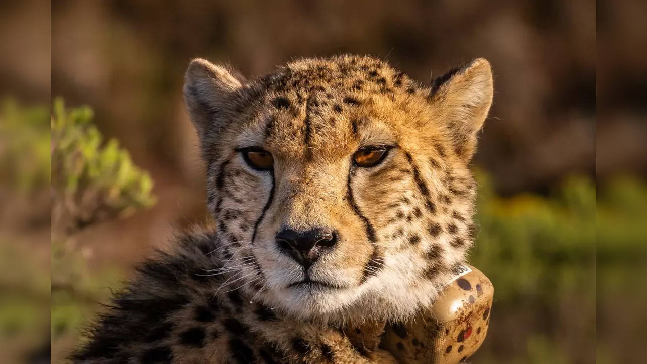 Cheetah