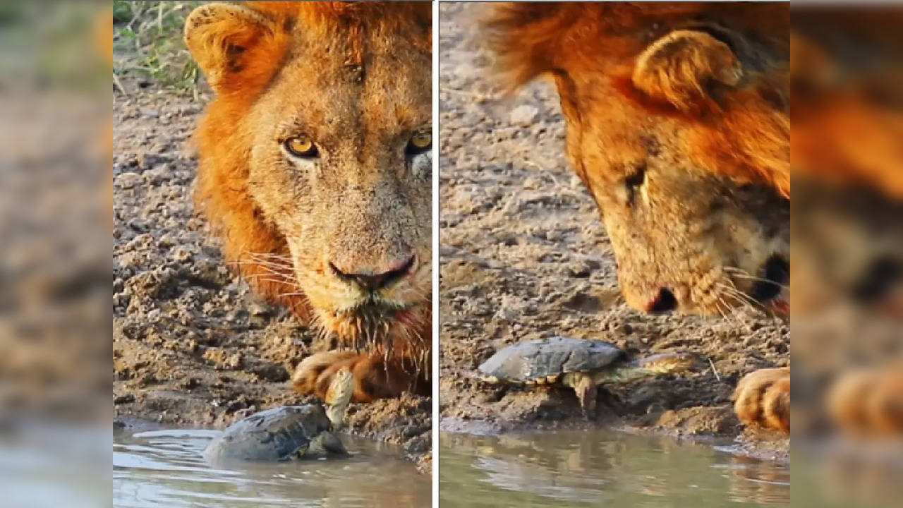 Lion vs Turtle Video viral on social media