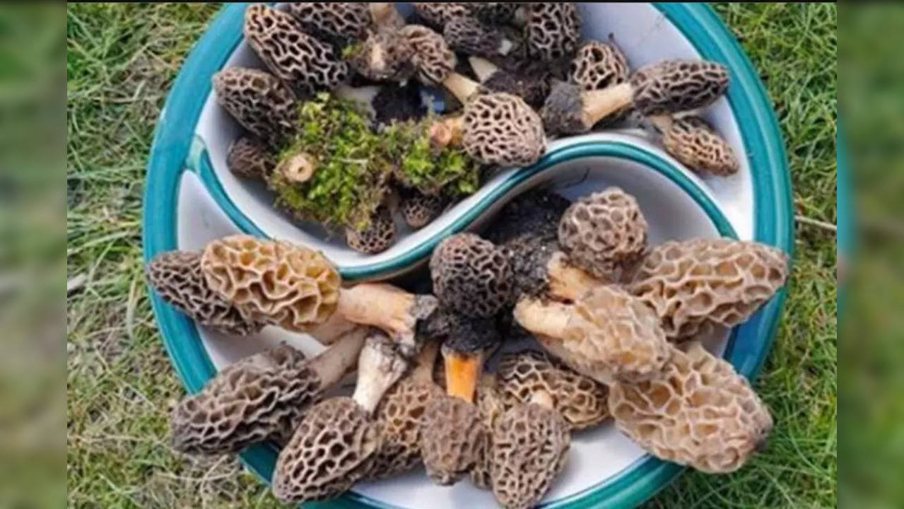 gucchi mushrooms