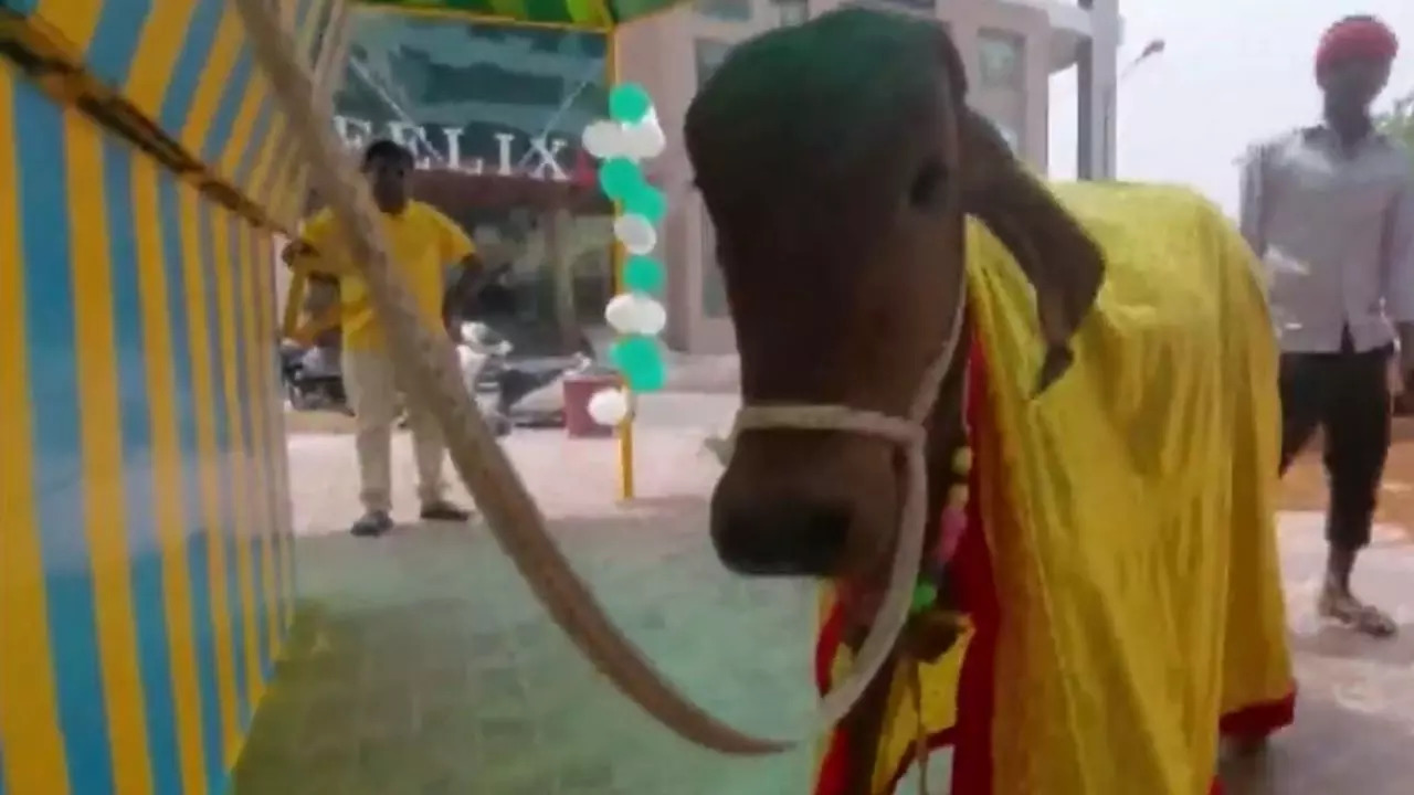 A former DSP in Lucknow had a cow inaugurate his restaurant Organic Oasis because 'our agriculture and economy are dependent on cows' | Screenshot