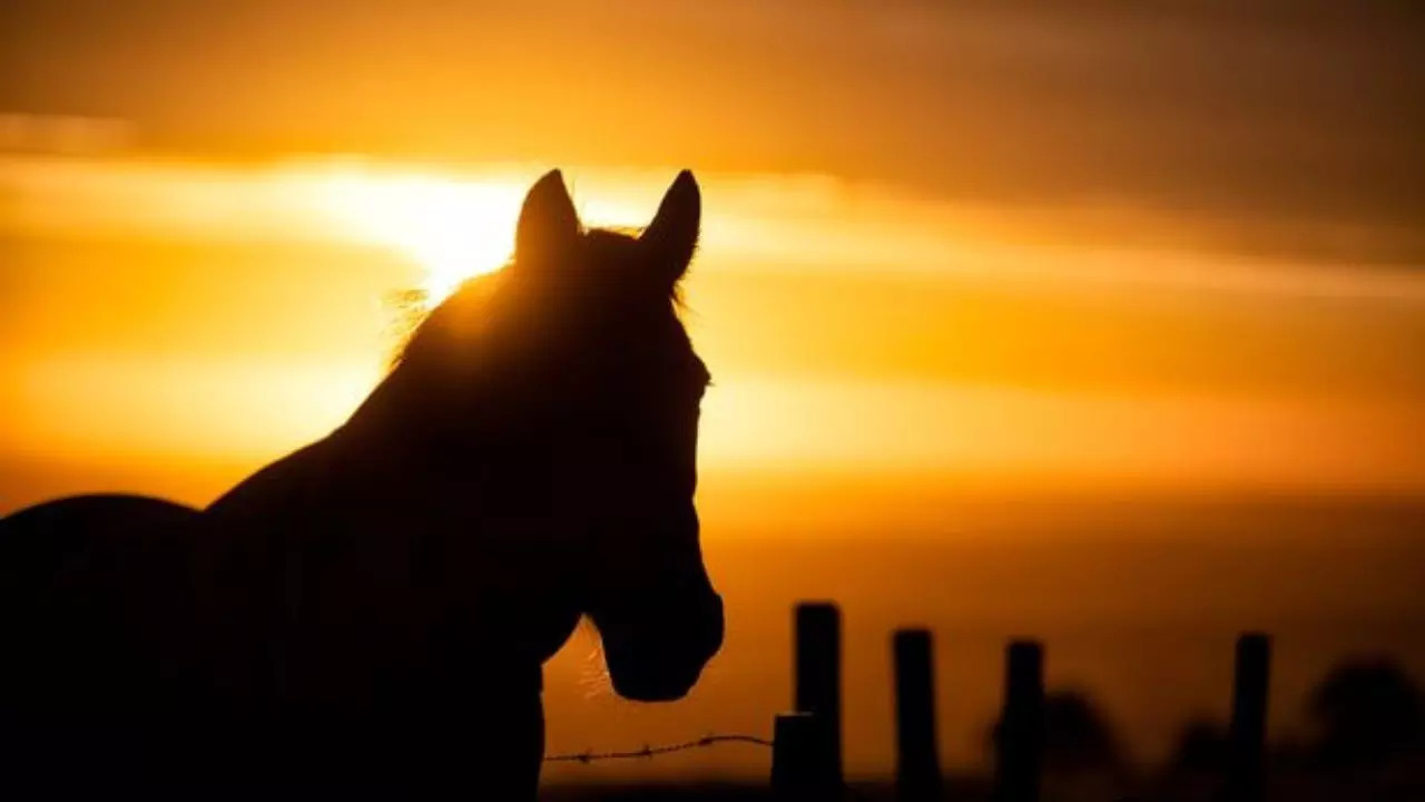 The photographer, known only as Jim, has challenged social media users to guess the direction this horse, pictured against a sunrise, is facing.  | Credit: SWNS/Twitter