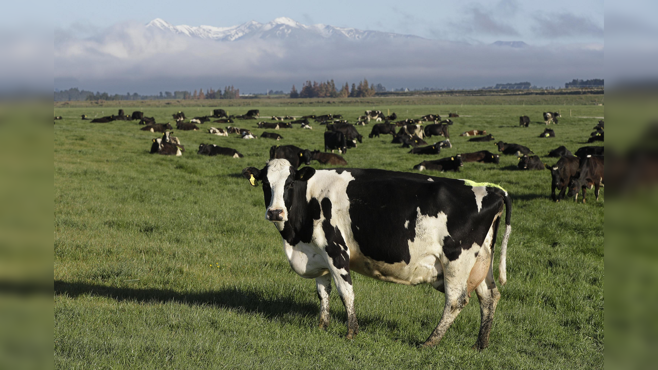 New Zealand just shipped its 'last livestock': Decoding the fuss over NZ's live-exports norm