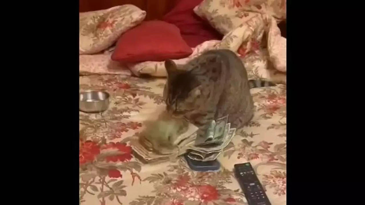 cat count money in unique style