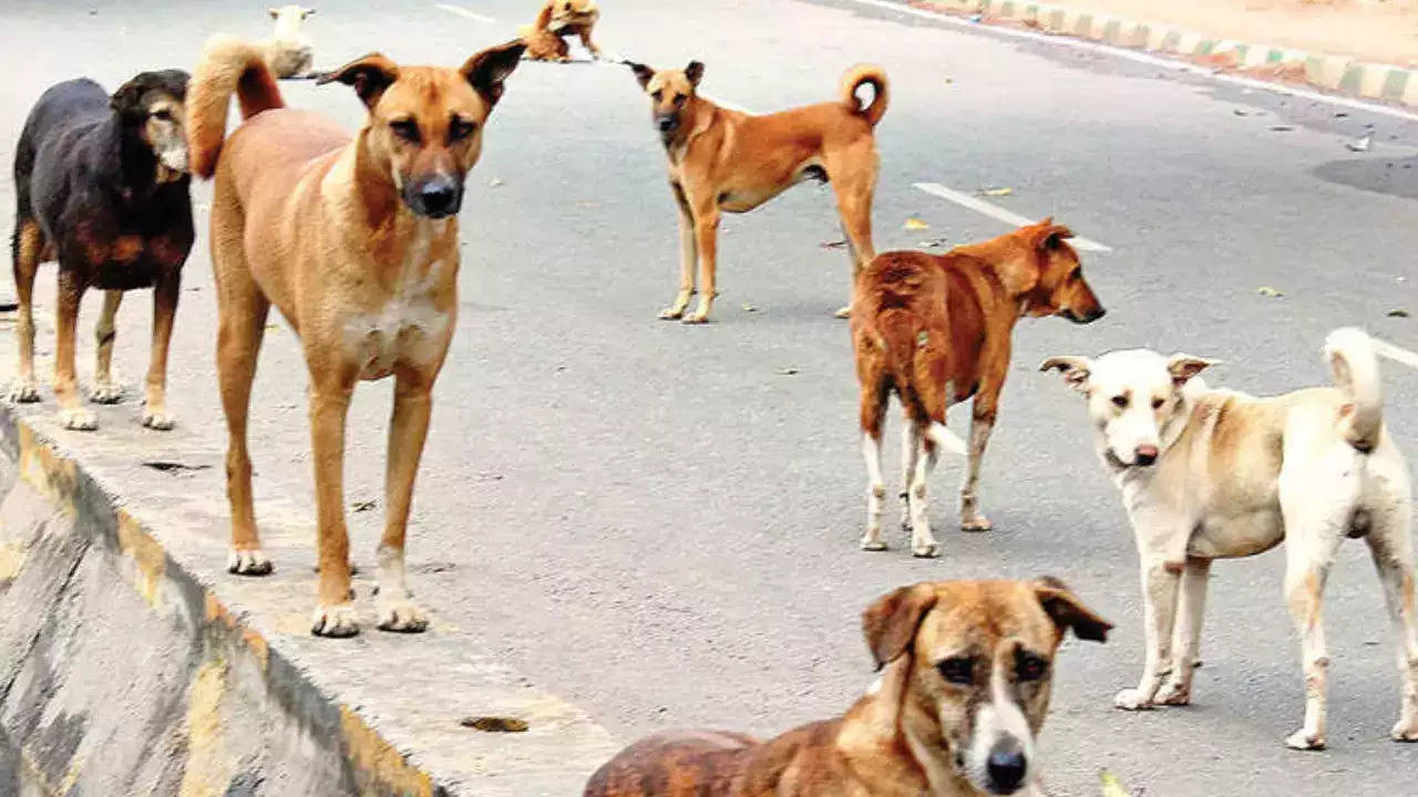 18-Month-Old Mauled To Death By Stray Dogs In Andhra Pradesh (Representative image)