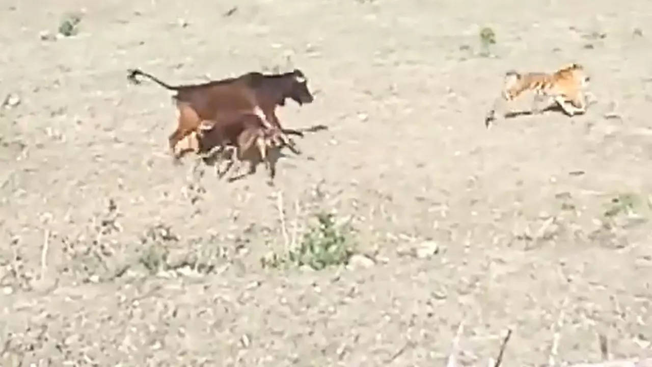 Tiger Tries To Catch Calf In Open Field