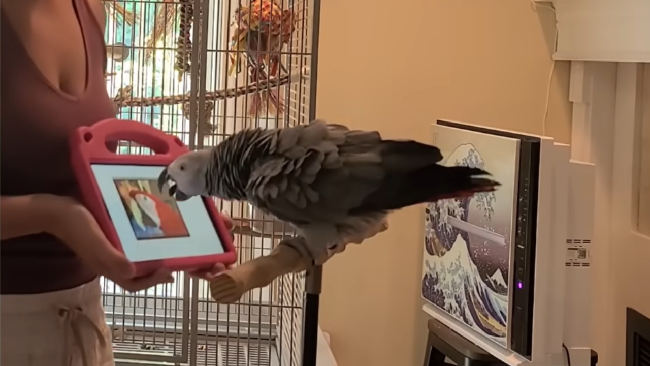 Pet parrots learn to video call each other