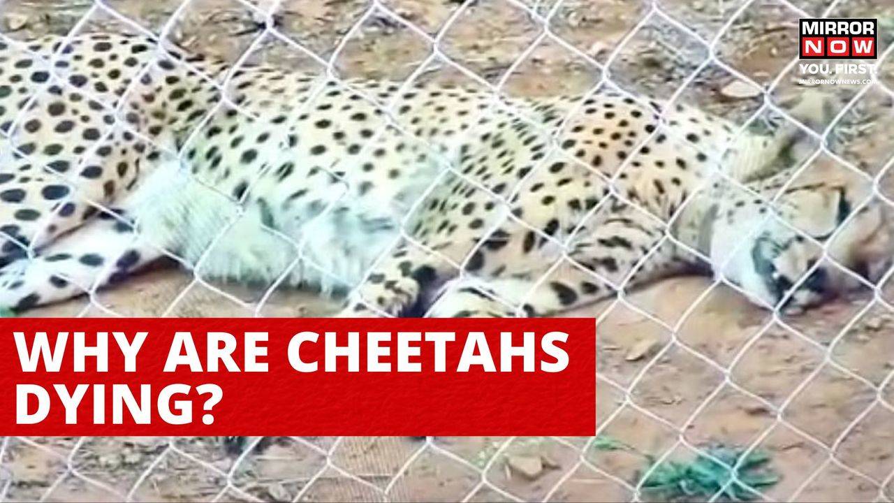 Why Are Cheetahs Dying In Kuno? | Society News, Times Now