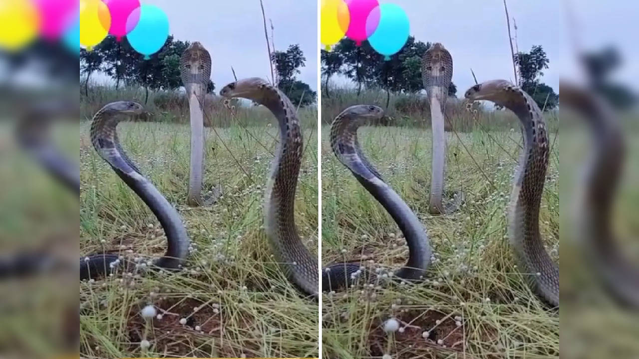 viral video, snake video