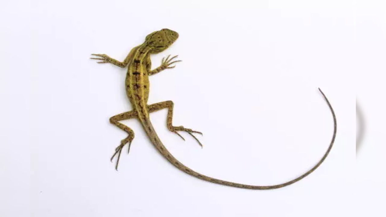 Know the meaning of presence of lizards in your house