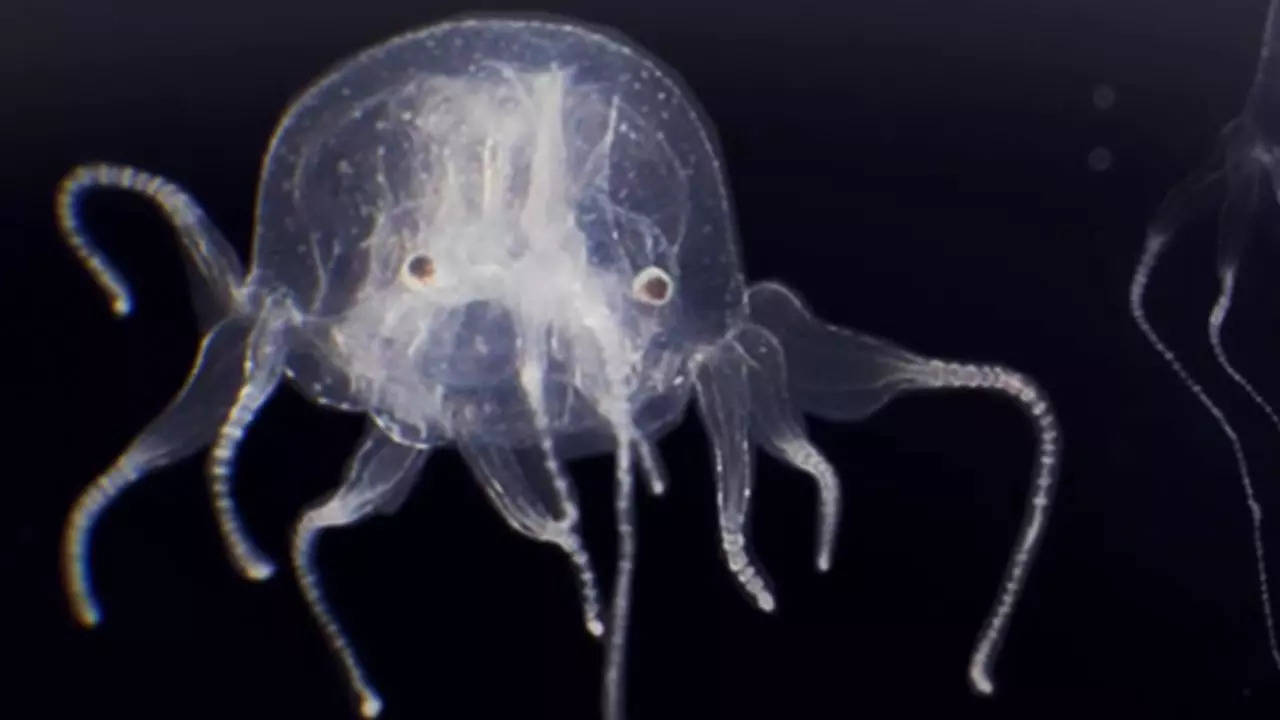 NewlyDiscovered Species of Jellyfish with 24 Eyes Shocks Hong Kong