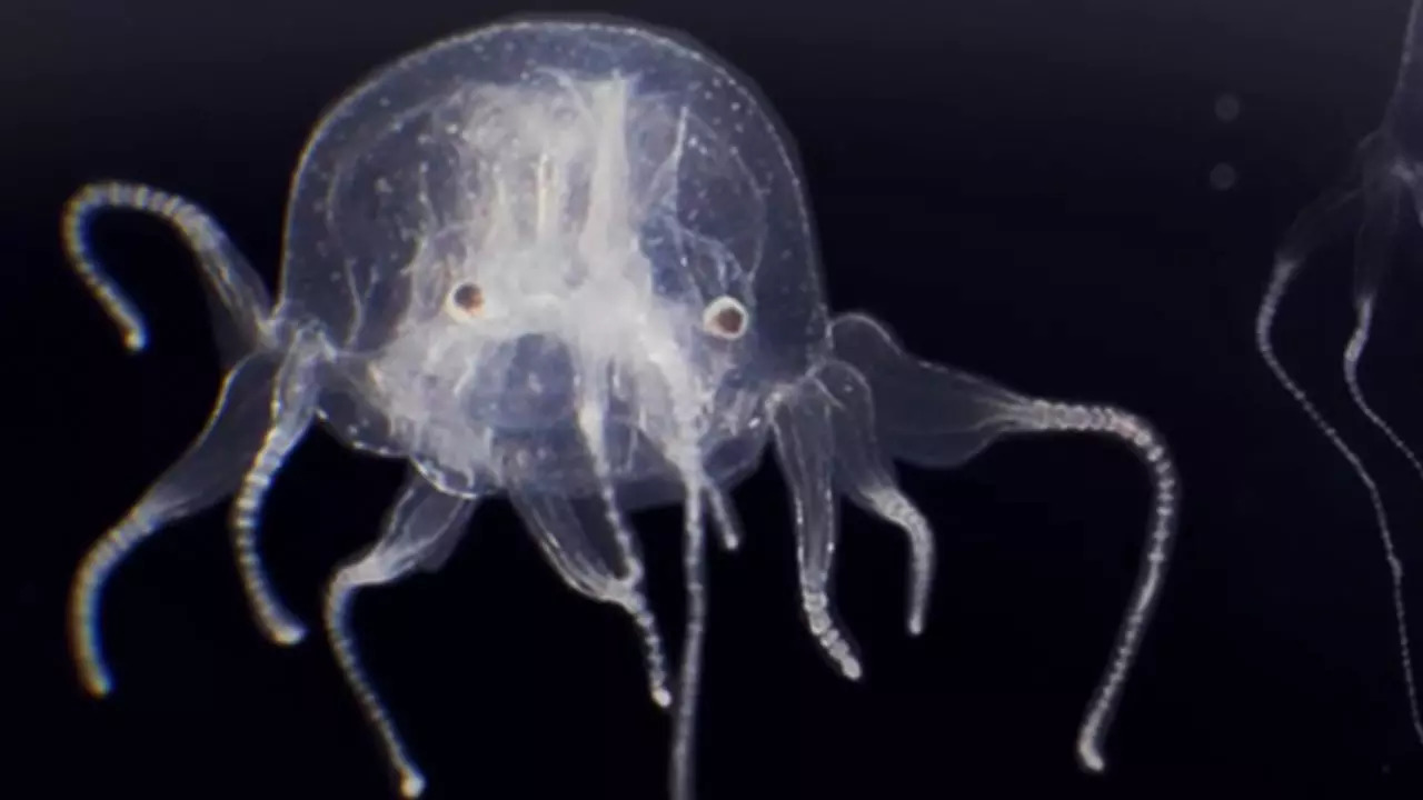 Like other box jellyfish species, the newly-discovered Tripedalia maipoensis has 24 eyes, arranged in clusters of  six each around its body | Image courtesy: Hong Kong Baptist University (screenshot from hongkongbaptistu/Youtube)