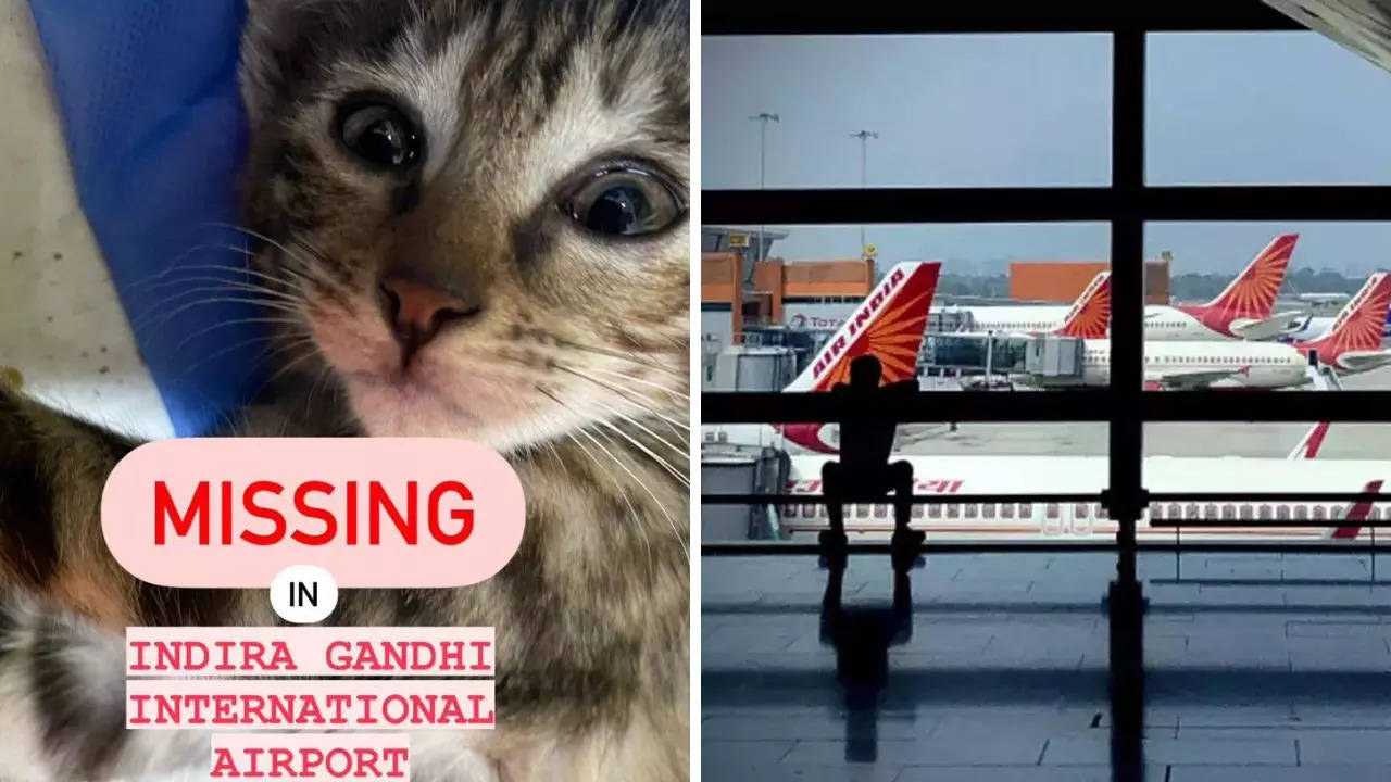 The passenger accused Air India staff of negligence after her pet cat went missing | Image credit: @sonyssomar/Twitter and PTI