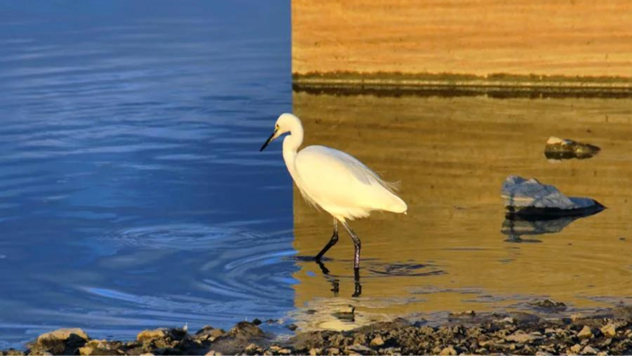 Bird optical illusion