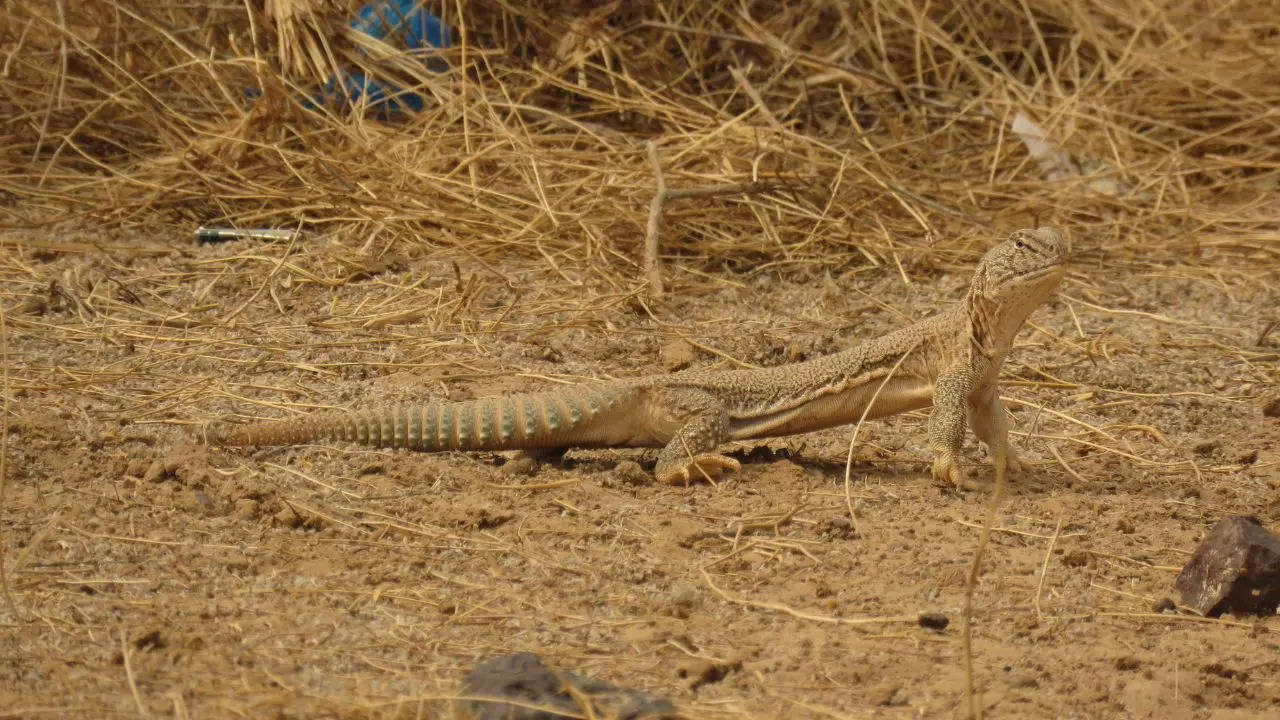 Pakistani Men Turn to Aphrodisiac Lizard Oil for Sexual Stamina