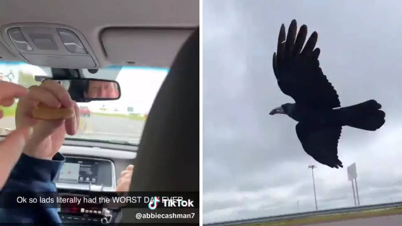 The crow has become a familiar sight around the Cork airport and follows taxi drivers by flying alongside their cars | Screenshot from @abbiecashman7/TikTok