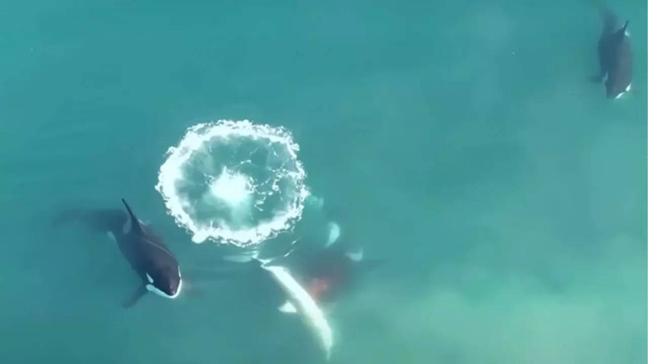 Apex Predator Becomes Prey: First-Ever Footage of Killer Whales Killing