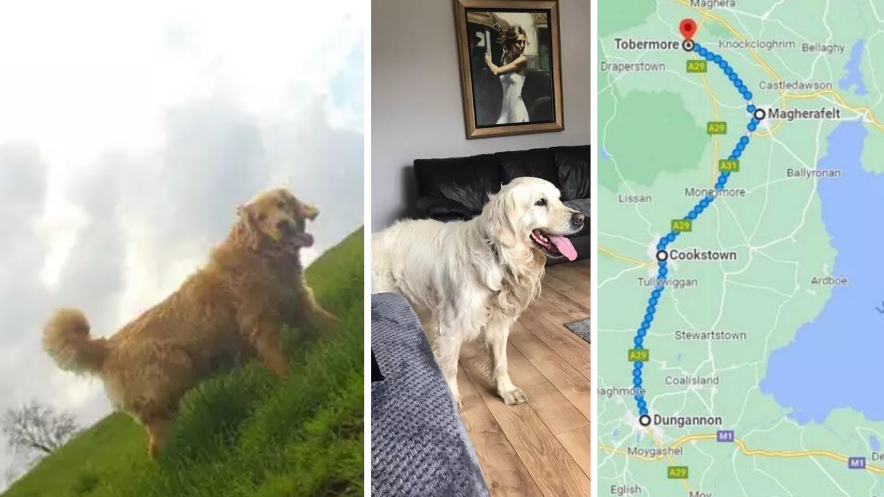 Rescue Dog Escapes New Owners, Walks 64 Kms Back To Former Home He Was ...