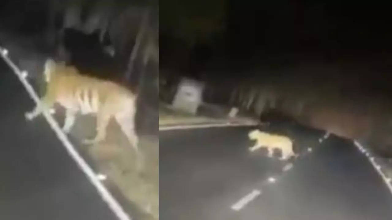 Tigress-cubs-Panna-Tiger-Reserve