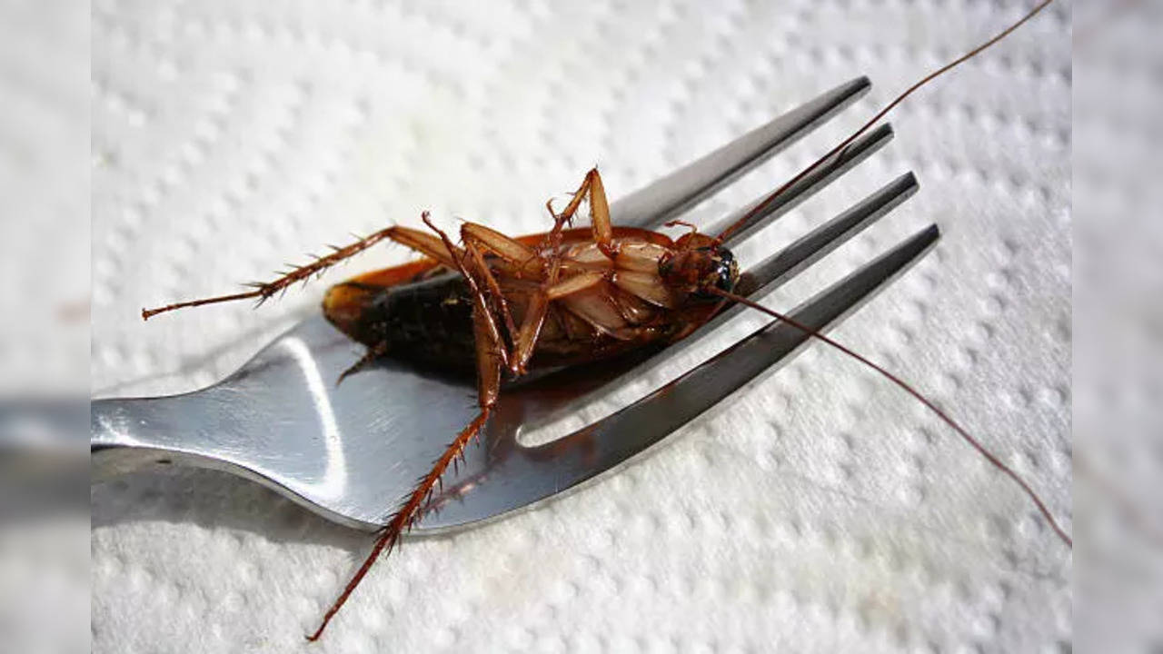 cockroach