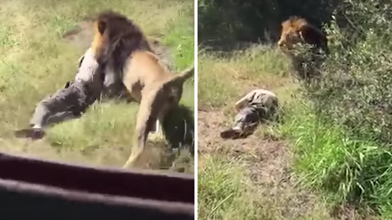 Lion attack video resurfaces