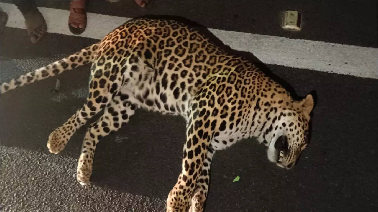 leopard killed