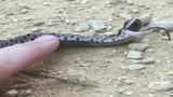 Such a drama queen!' Hognose snake pretended to be dead to avoid human  touch in viral video